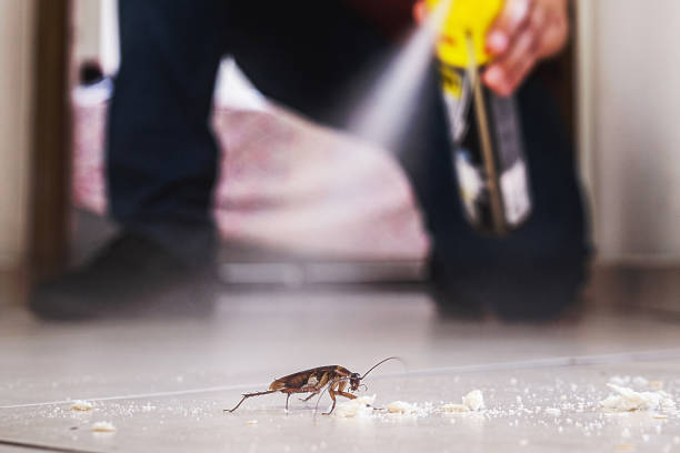 Best Spider Control Near Me  in Reed City, MI