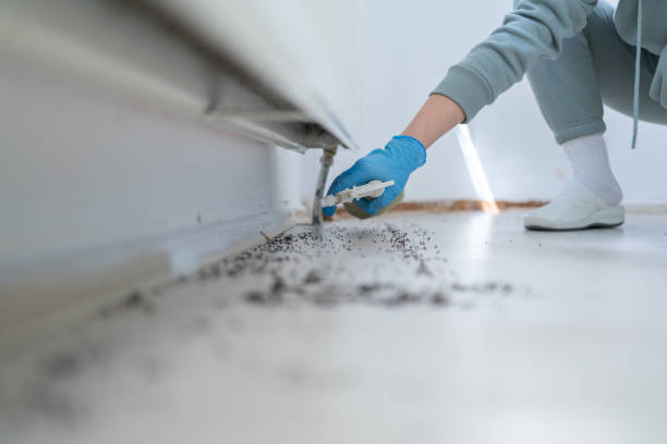 Best Termite Control Services  in Reed City, MI
